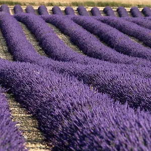 la-valensole.fr-provencehotel.com/